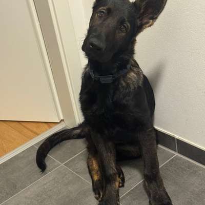 Hundetreffen-Gassi Partner in Crime gesucht-Bild