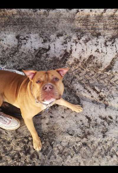 Rassismus bei Hunderassen-Beitrag-Bild