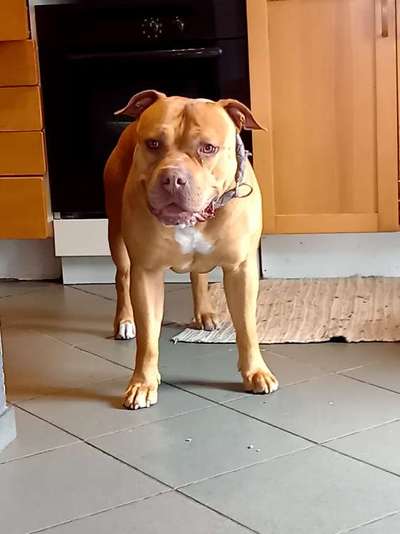 Olde English Bulldogge-Beitrag-Bild
