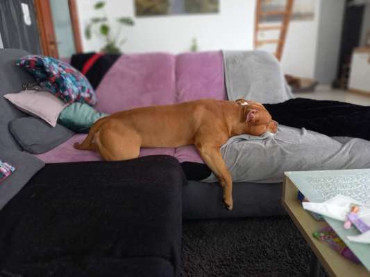 Olde English Bulldogge-Beitrag-Bild