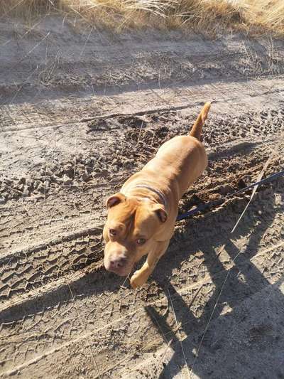 Stafford mix-Beitrag-Bild