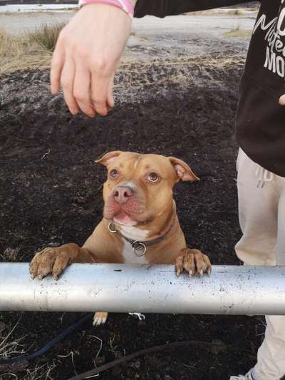 Olde English Bulldogge-Beitrag-Bild
