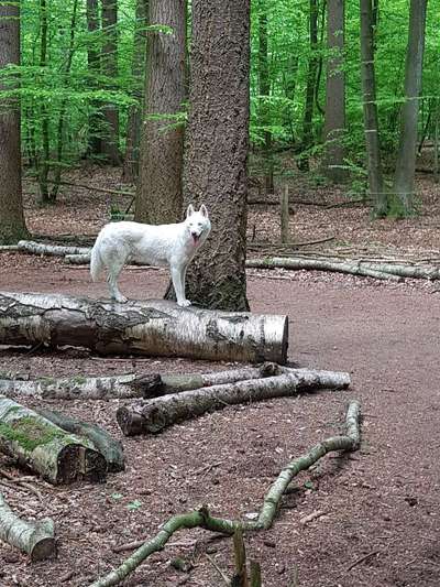 Hundeauslaufgebiet-Blüchereiche-Bild