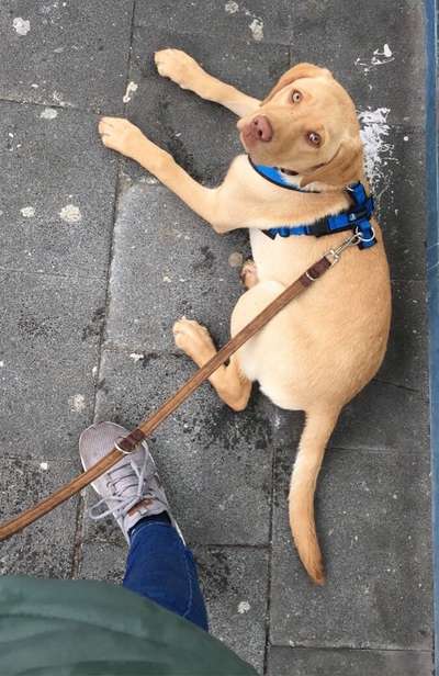 Labradorfans-Beitrag-Bild