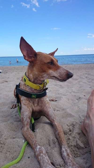 Hunde im Urlaub-Beitrag-Bild