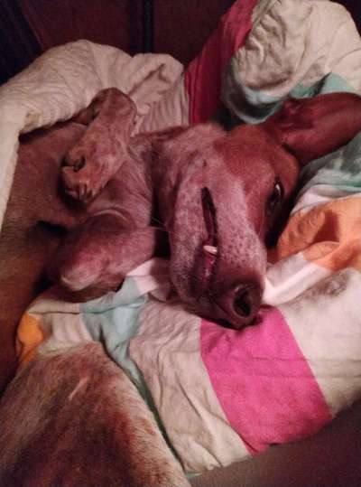 Gemeinsames Kuscheln im Bett!-Beitrag-Bild