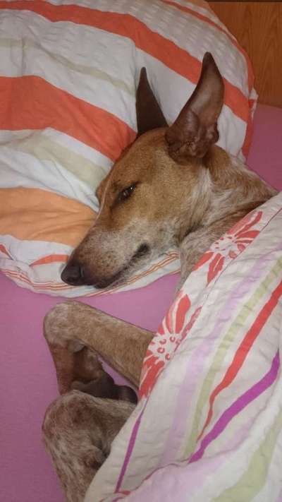 Darf der Hund bei Euch im Bett schlafen?-Beitrag-Bild