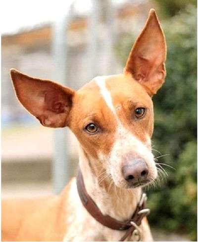 Fotochallange Nr. 57     PORTRÄT.   Beendet!!!!!!!!-Beitrag-Bild