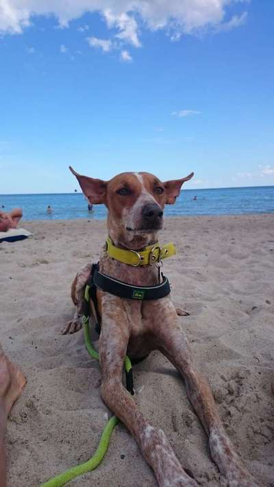 Challenge 41 - Mein Hund im Urlaub-Beitrag-Bild