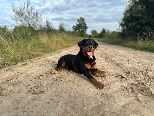 Hundetreffen-Kontrollierte Spaziergänge-Bild