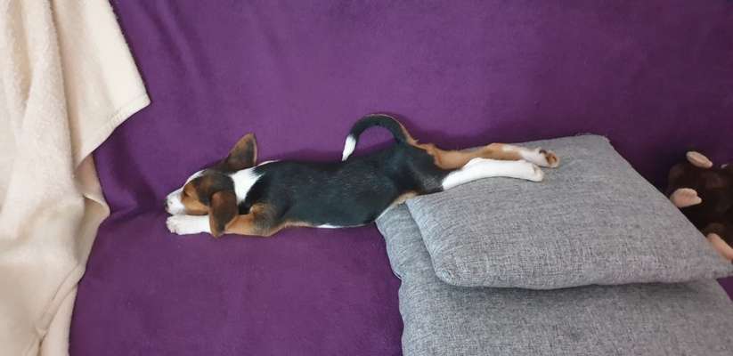 4. Lustiger Schlafplatz-Beitrag-Bild