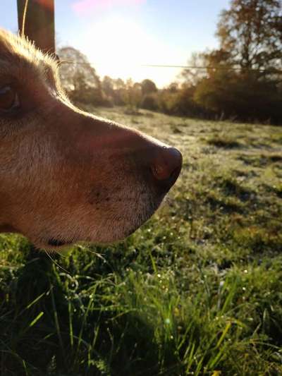 Wald Bild-Beitrag-Bild