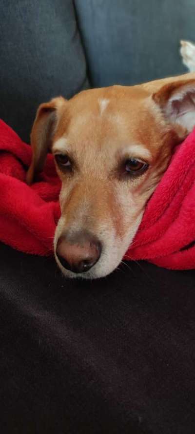 Wie heißt dein Hund?-Beitrag-Bild