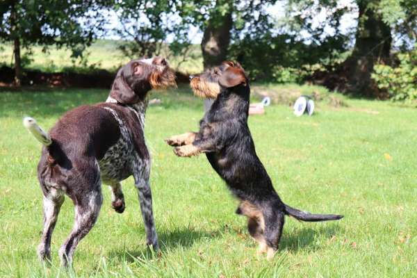 Challenge Nr. 16         Dynamik - Dein Hund in Bewegung-Beitrag-Bild