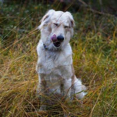 Fotochallenge Nr. 59 - Mein Hund zeigt die Zunge-Beitrag-Bild