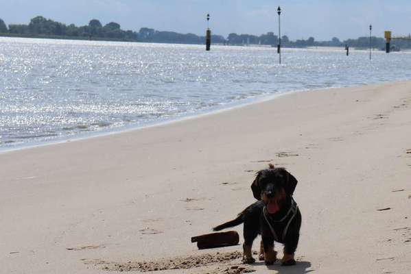 Dogorama-Monats-Challenge-Mai "Wasser"-Beitrag-Bild