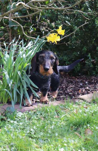 Die Dogorama Monats Challenge "Es grünt und blüht"-Beitrag-Bild