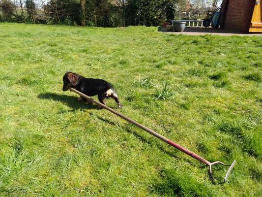 Challenge Nr. 20 - Mein Hund, der Dieb-Beitrag-Bild