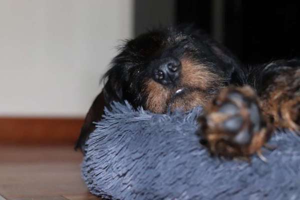 Zeigt mir die tollste Nahaufnahme von eurer Fellnase-Beitrag-Bild