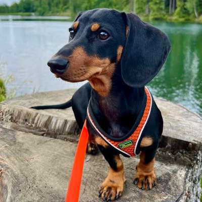 Hundetreffen-Hundetreff zum Spielen-Bild