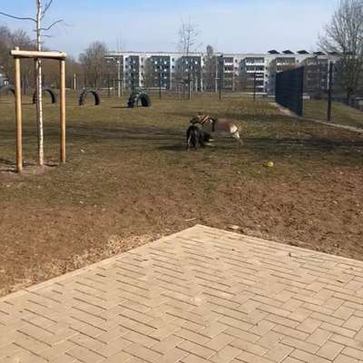 Hundeauslaufgebiet-Hundeplatz in Leinefelde-Bild