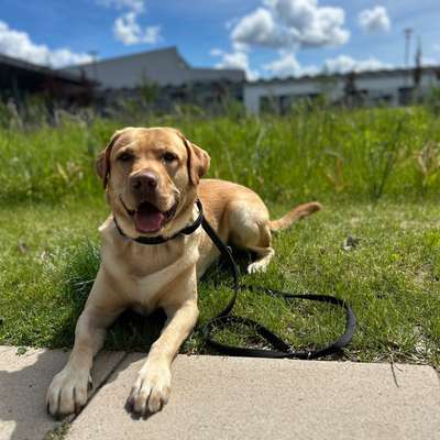 Hundetreffen-Spielkameraden gesucht-Bild