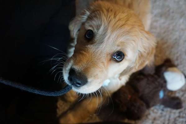 CHALLENGE NR. 19 - Der Hundeblick-Beitrag-Bild