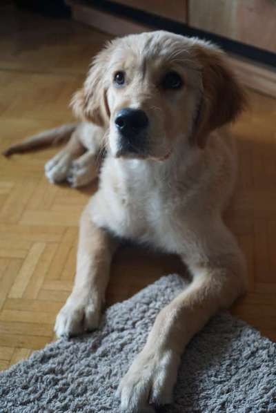 Wo sind die Golden Retriever Liebhaber?-Beitrag-Bild