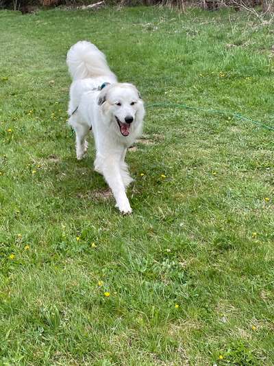 geistige Auslastung! Was macht ihr so!-Beitrag-Bild