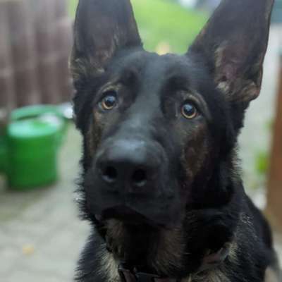 Hundetreffen-Sozialisierungshilfe-Bild