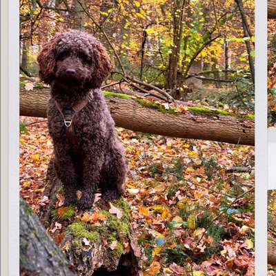 Hundetreffen-Pudel - Treff-Bild