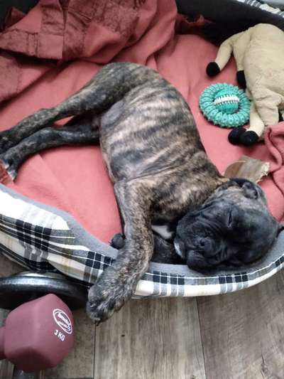 Welpen Bilder !-Beitrag-Bild