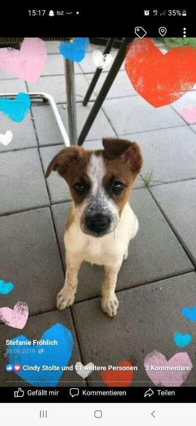 Welpen Bilder !-Beitrag-Bild