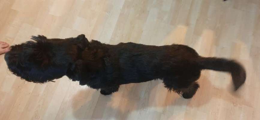 Der Gewichts-Thread-Beitrag-Bild