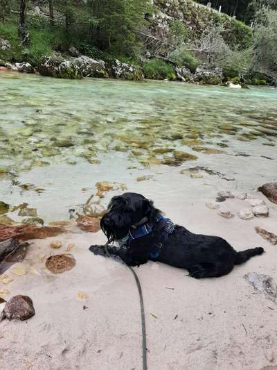 Challenge 41 - Mein Hund im Urlaub-Beitrag-Bild