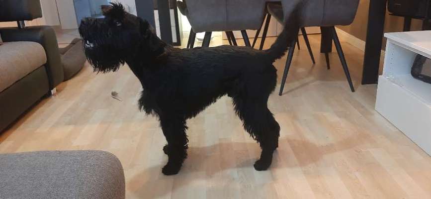 Der Gewichts-Thread-Beitrag-Bild