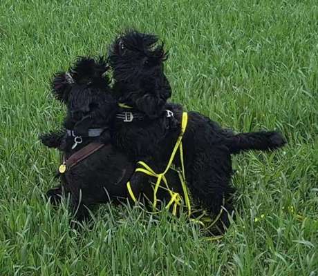 Wie wichtig ist euch das Aussehen eures Hundes?-Beitrag-Bild