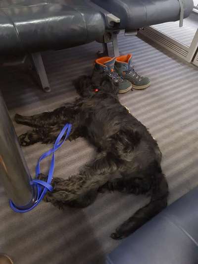 Hund und Zugfahrten-Beitrag-Bild