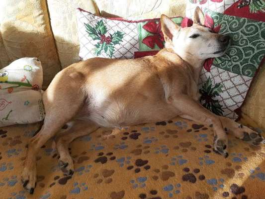 Mischlinge - die beste Rasse die es gibt-Beitrag-Bild