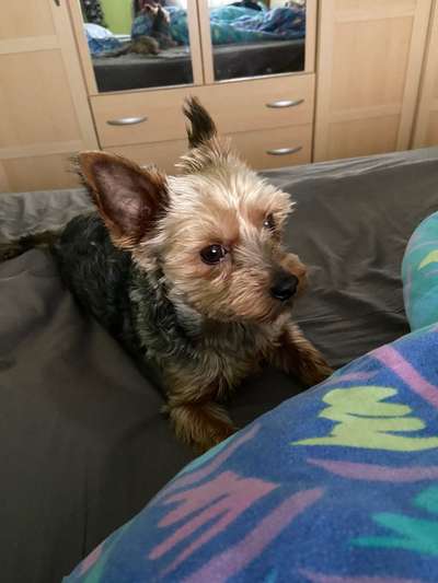 Yorkshire Terrier-Beitrag-Bild