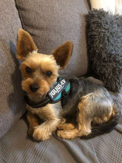 Yorkshire Terrier-Beitrag-Bild