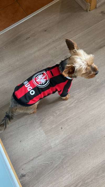 Yorkshire Terrier-Beitrag-Bild