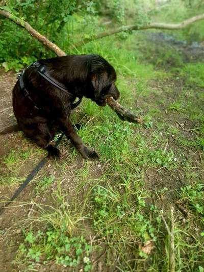 Hundetreffen-Gassi runde🐕-Bild