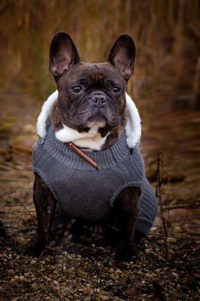 Französische Bulldoggen-Beitrag-Bild