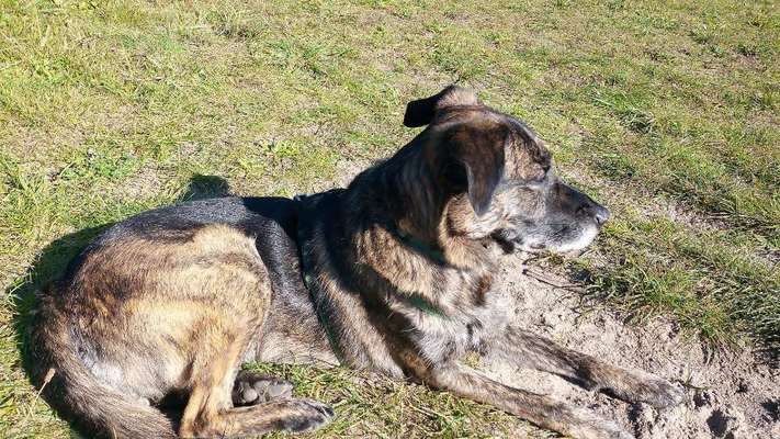 Mischlingshunde Foto Aufruf-Beitrag-Bild