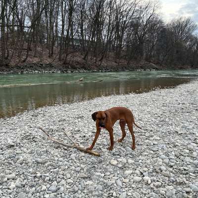 Hundetreffen-Spiel & Spaß beim Gassi gehen 🦮🐕‍🦺-Bild