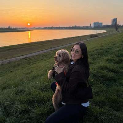 Hundetreffen-Play dates and walks-Bild