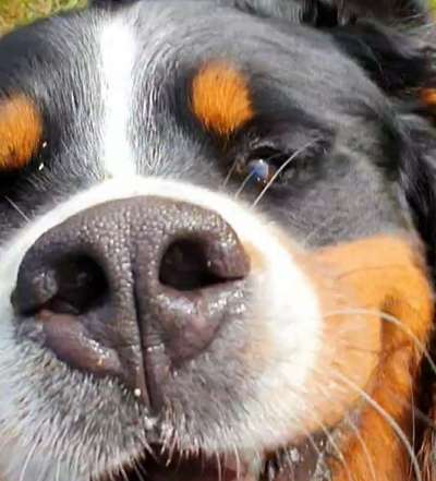 Zeigt her eure Hundenasen-Beitrag-Bild