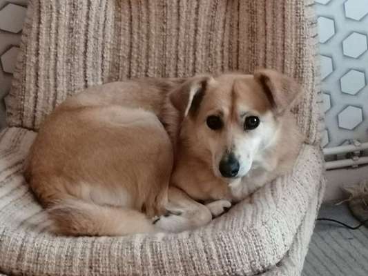 Shiba Inu und andere japanische Rassen!-Beitrag-Bild