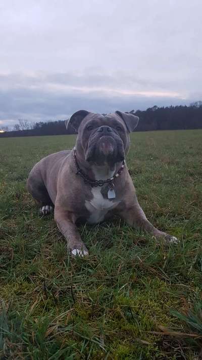 Olde English Bulldogge-Beitrag-Bild